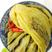 鱼酸菜2500克，选用四川巴中宽帮青菜，通过老坛乳酸菌发