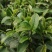 柏塘山茶