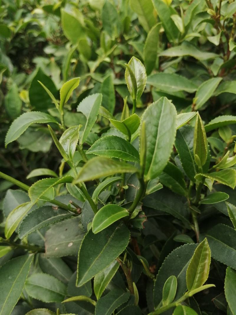 柏塘山茶