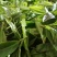 柏塘山茶