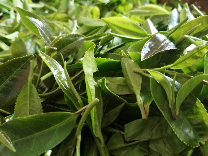 柏塘山茶