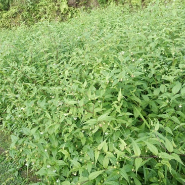 红果参鲜果