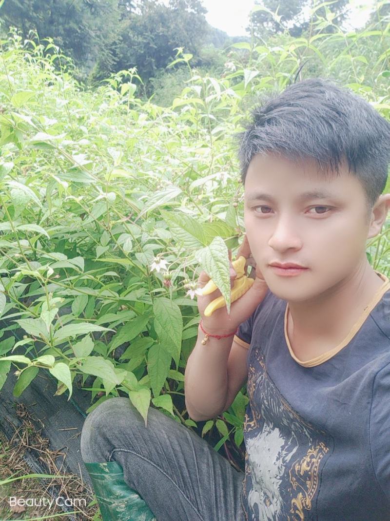 红果参鲜果