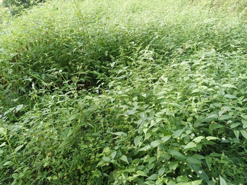 红果参鲜果