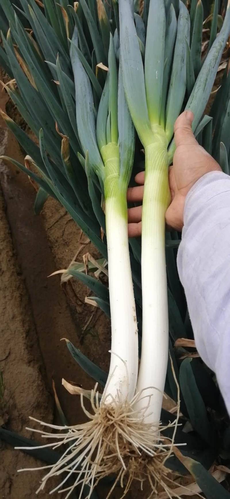 福建漳州精品大葱