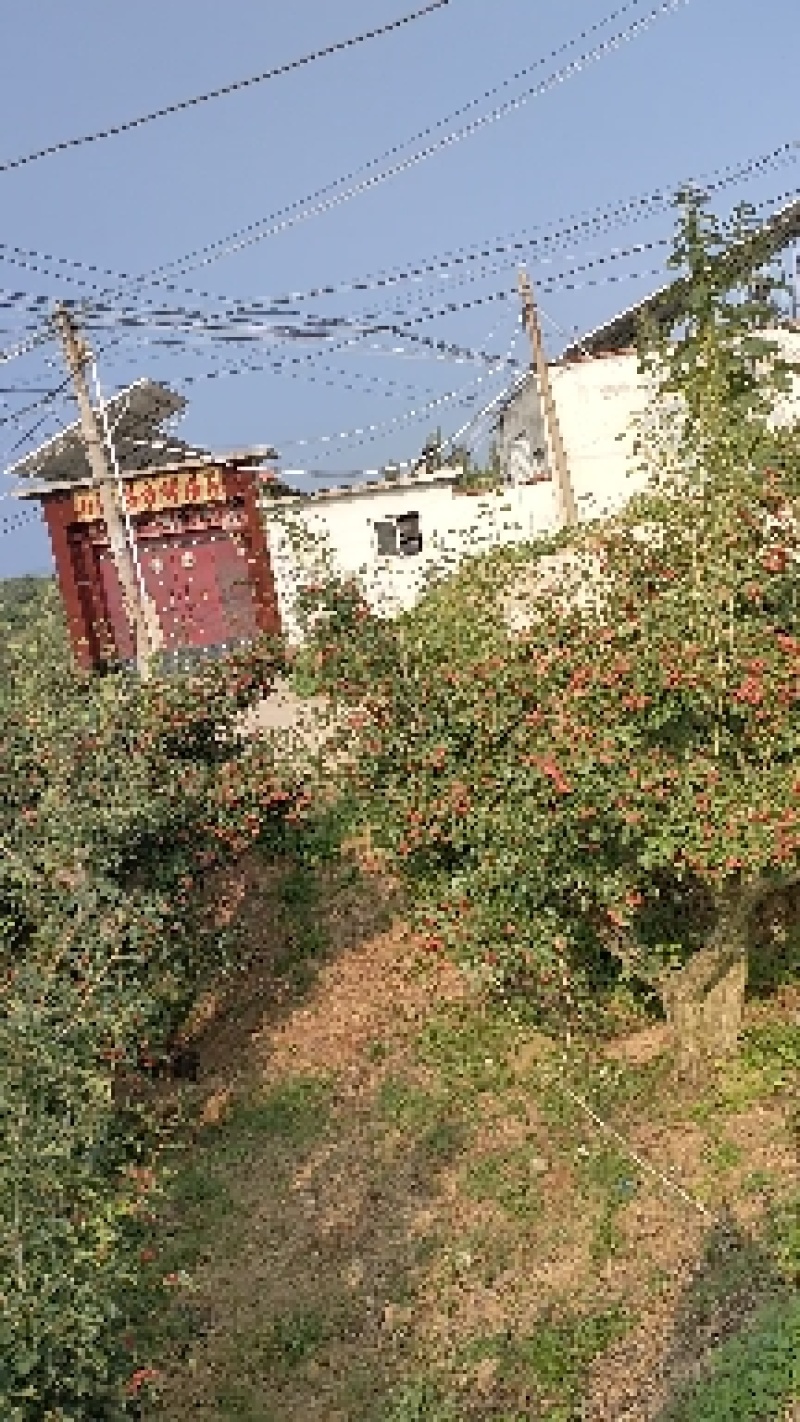 大量甜红子山楂，山里红山楂上市