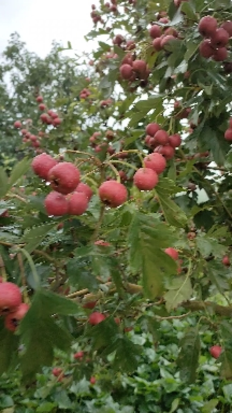 大量甜红子山楂，山里红山楂上市