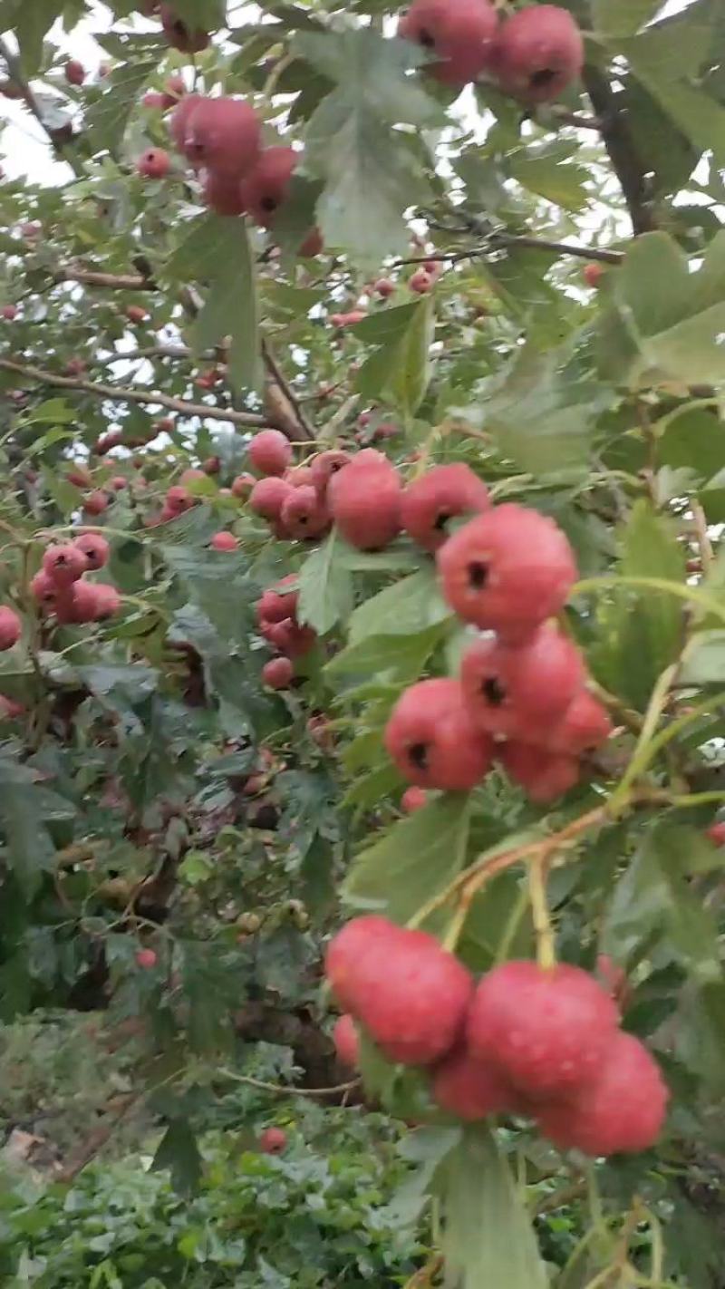 大量甜红子山楂，山里红山楂上市