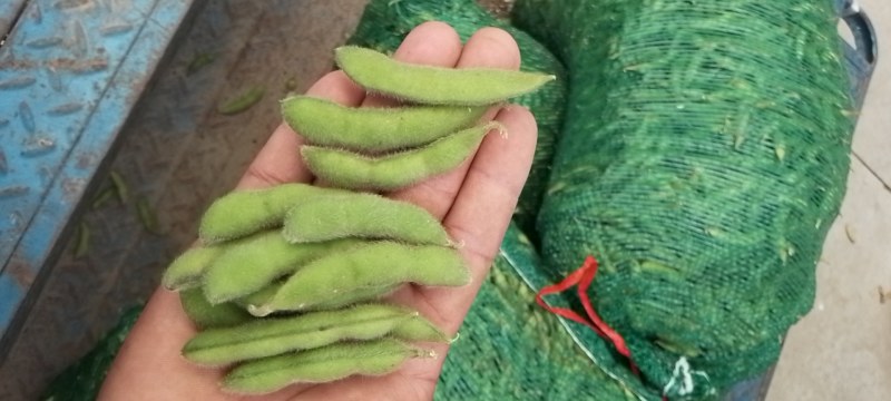 精品大毛豆