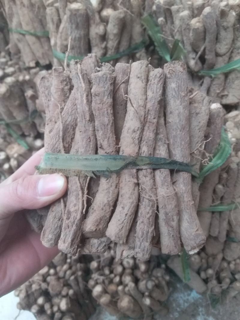 脱毒桐树根速生品种9501/2，当年可长成，育苗用桐根