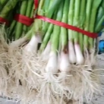 兰州蒜苗