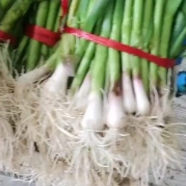 兰州蒜苗