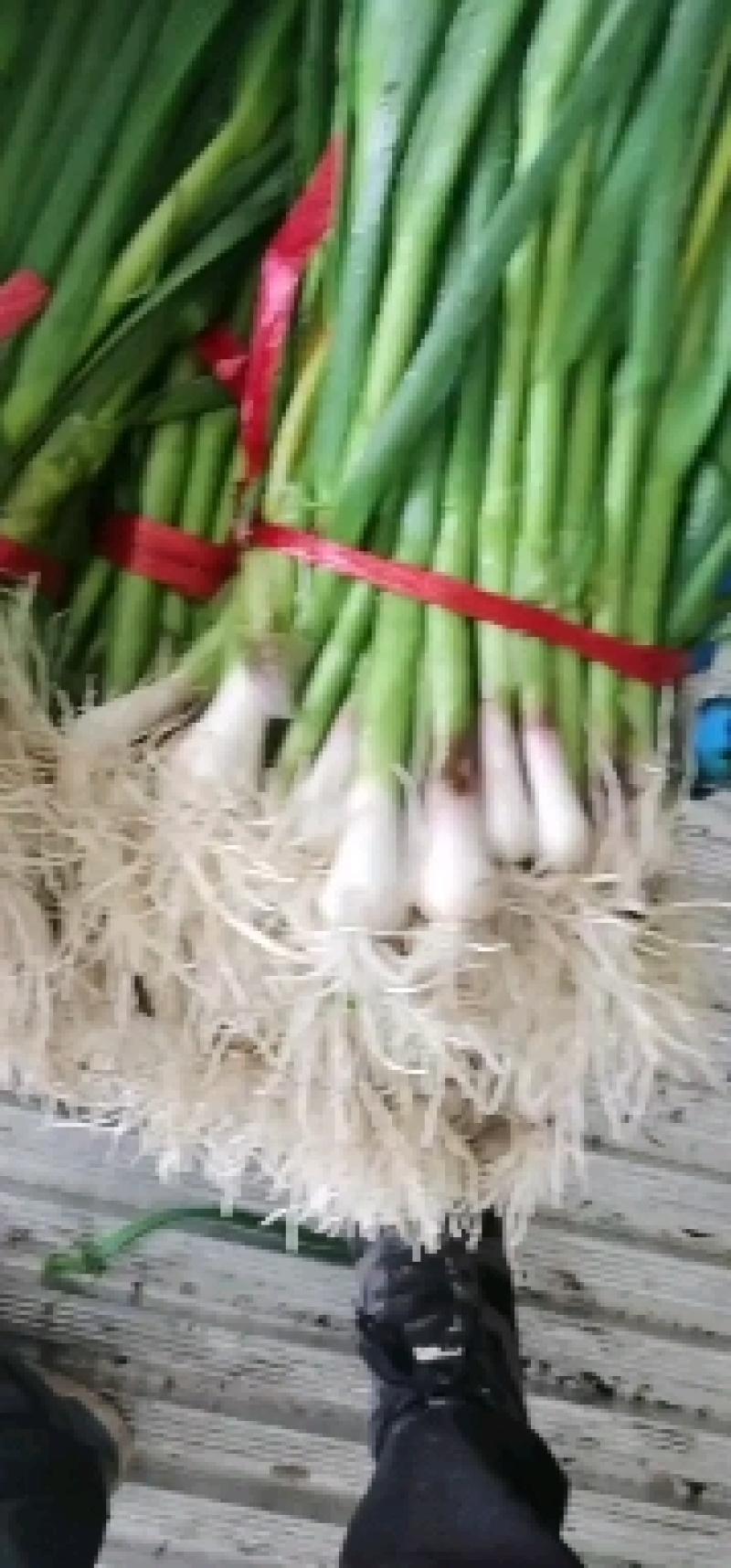 兰州蒜苗