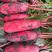 红皮白肉萝卜种子、耐抽苔、新种到货、收尾好、秋季基地