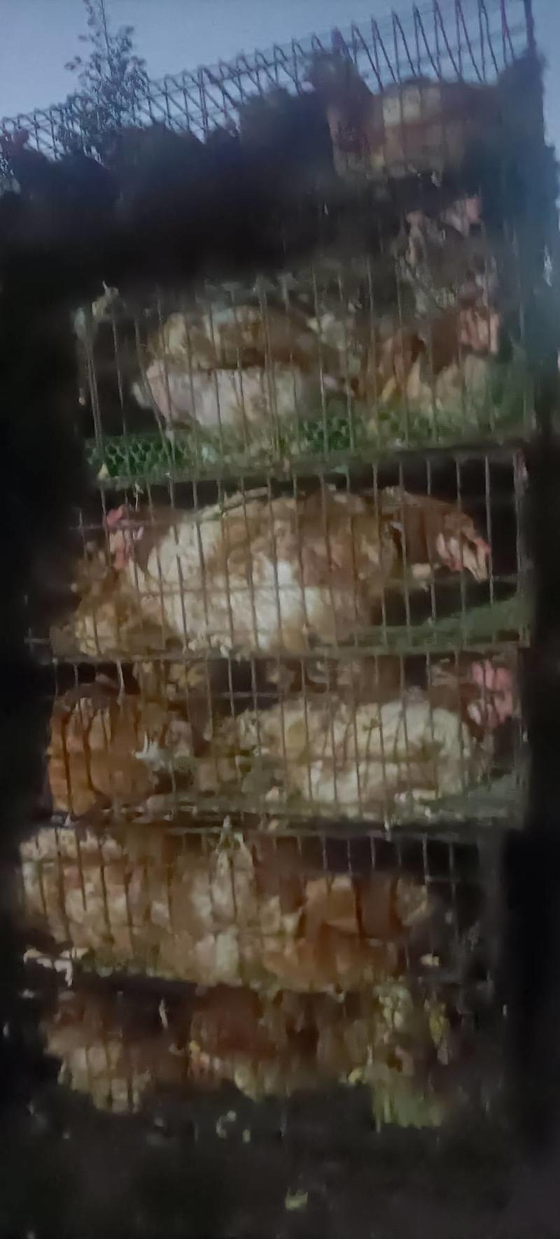 河南省洛阳市淘汰老母鸡，红毛蛋鸡，老母鸡。