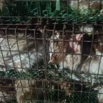 河南省洛阳市淘汰老母鸡，红毛蛋鸡，老母鸡。