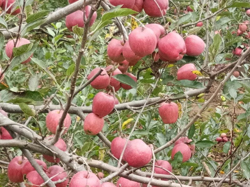 甘肃礼县花牛苹果大量出库中，欢迎全国各地的朋友来收购