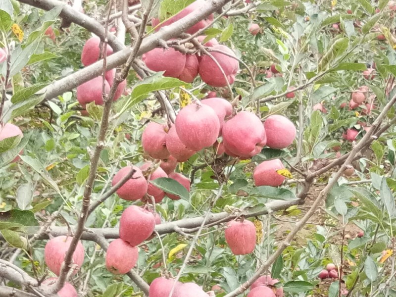 甘肃礼县花牛苹果大量出库中，欢迎全国各地的朋友来收购