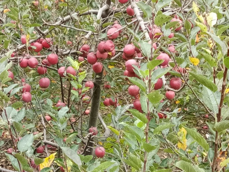 甘肃礼县花牛苹果大量出库中，欢迎全国各地的朋友来收购