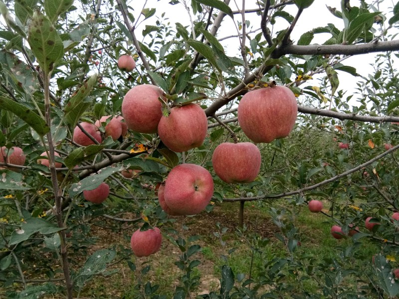 甘肃礼县花牛苹果大量出库中，欢迎全国各地的朋友来收购