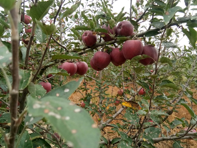 甘肃礼县花牛苹果大量出库中，欢迎全国各地的朋友来收购