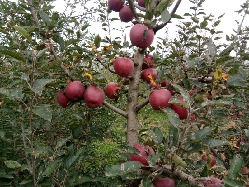甘肃礼县花牛苹果大量出库中，欢迎全国各地的朋友来收购