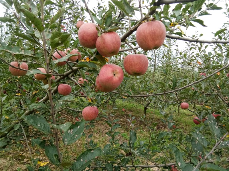 甘肃礼县花牛苹果大量出库中，欢迎全国各地的朋友来收购