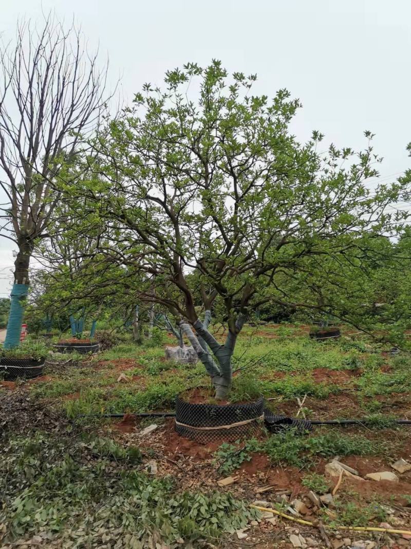 移栽丛生香泡丛生香橼