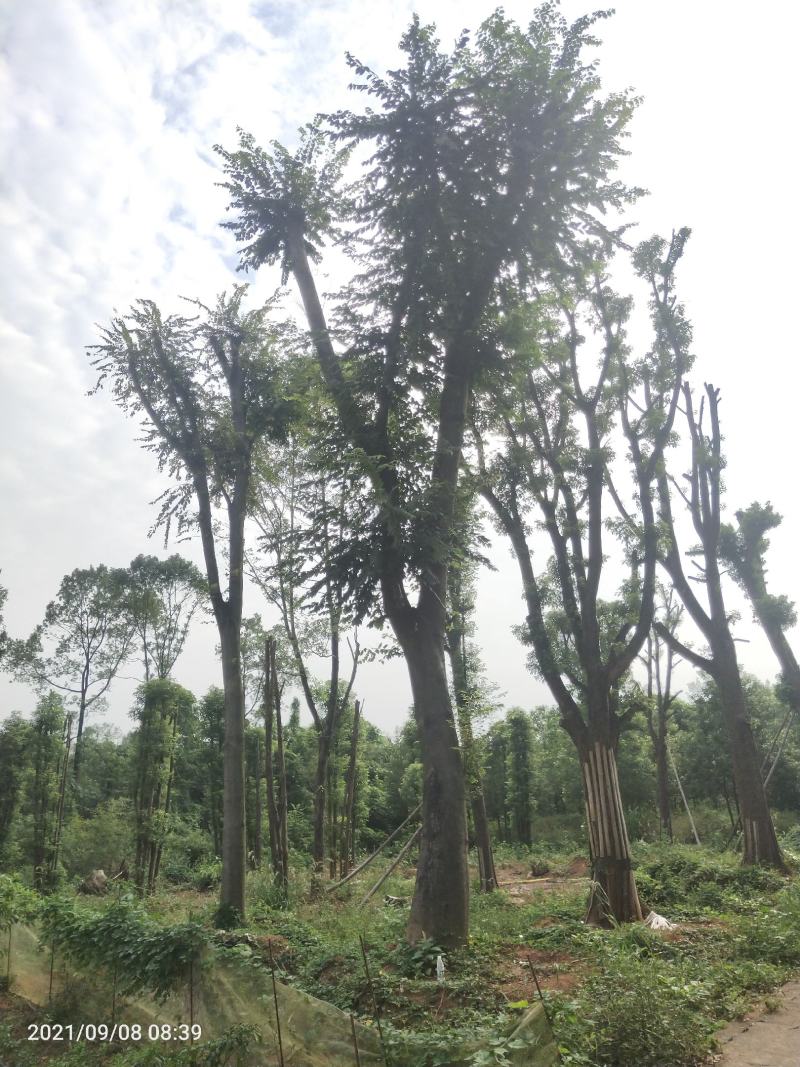 移栽丛生香泡丛生香橼