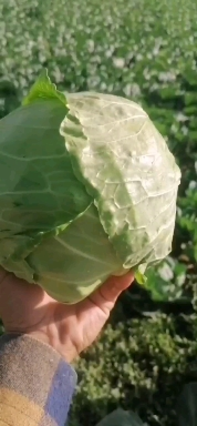 精品绿甘蓝，圆包菜，大量上市需要的全国发货非诚勿扰