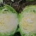 精品绿甘蓝，圆包菜，大量上市需要的全国发货非诚勿扰