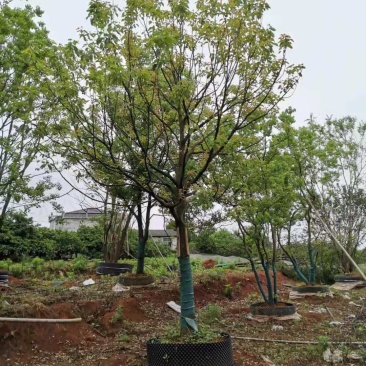 移栽容器全冠香樟