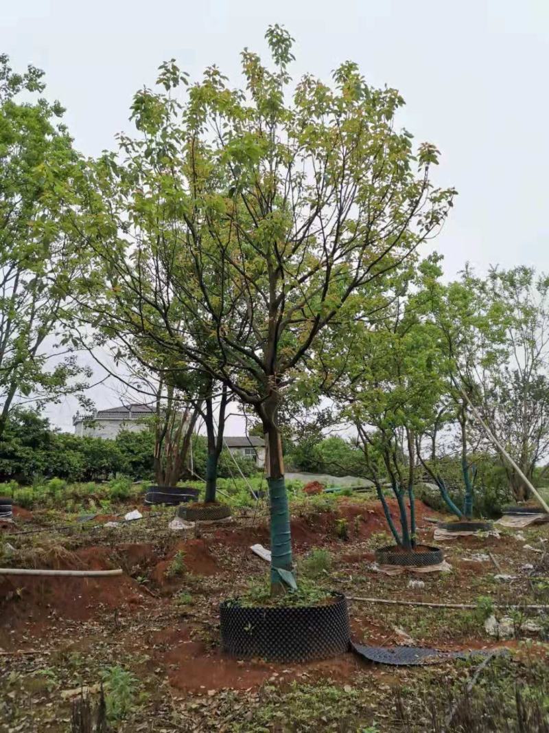移栽容器全冠香樟
