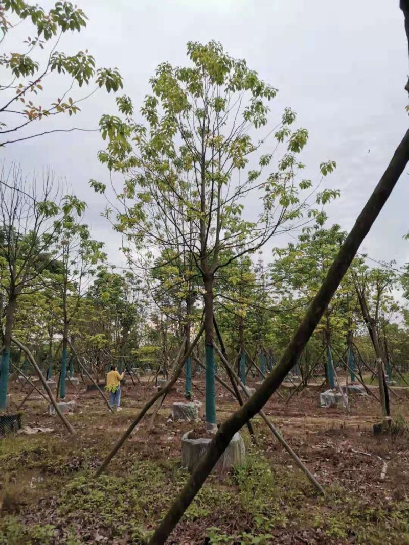 移栽容器全冠香樟