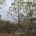 移栽容器全冠香樟