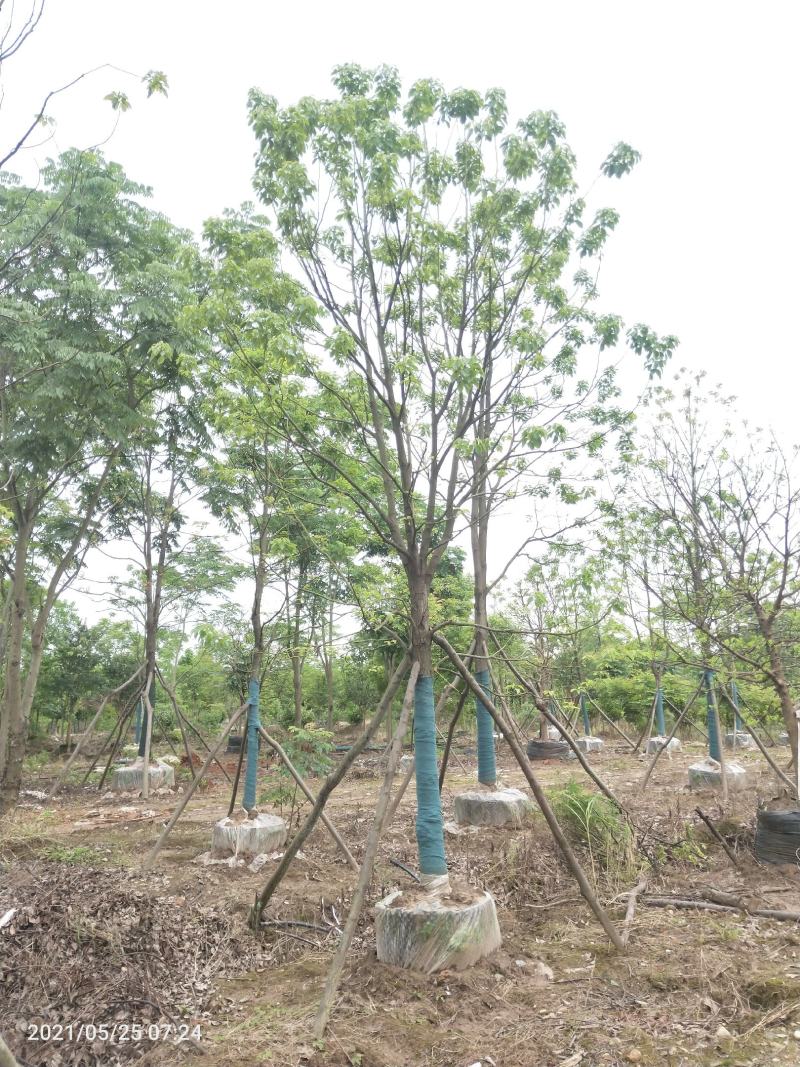 移栽容器全冠香樟