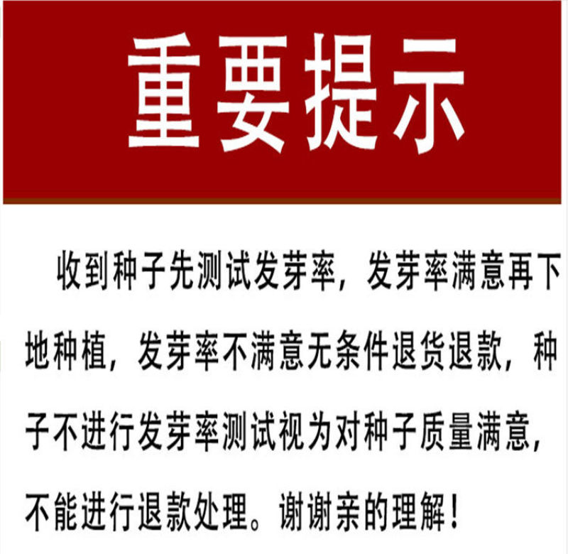 100克约600粒装碧丰一号耐热西葫芦种子角瓜种子