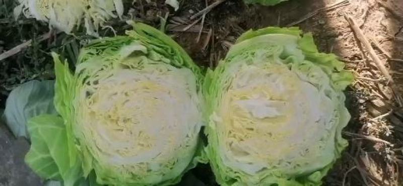 宁夏银川绿甘蓝大量上市精品好菜需要的联系