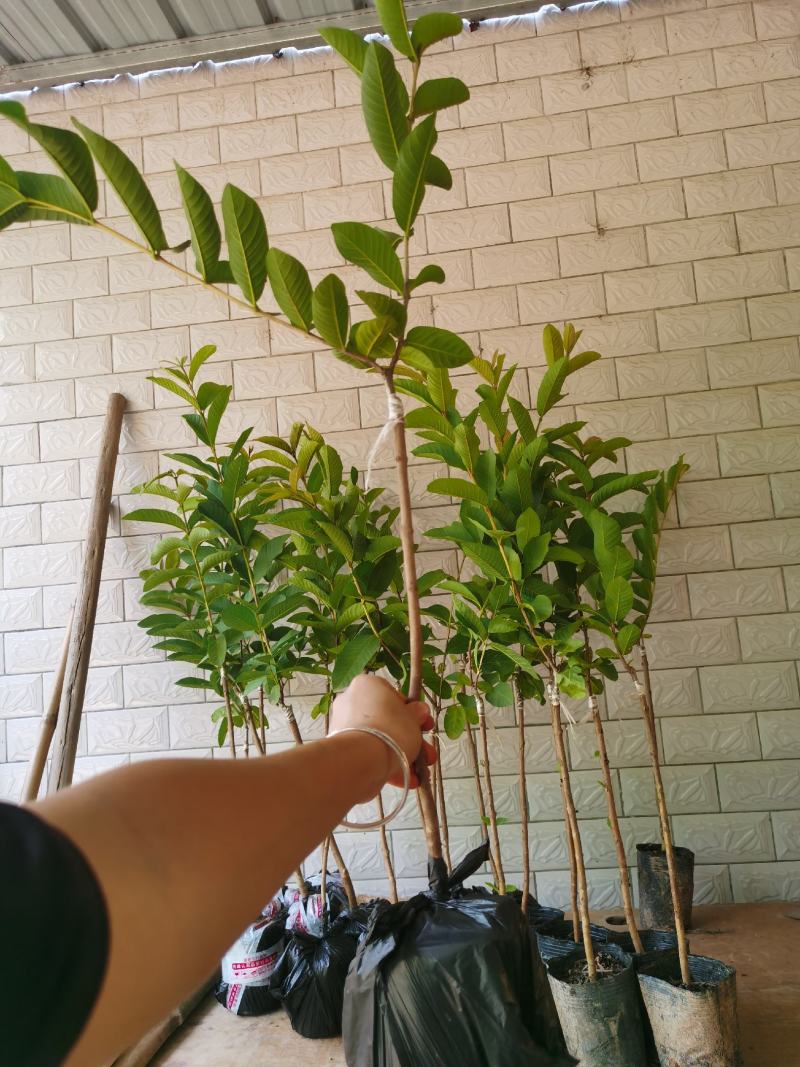 胭脂红芭乐番石榴苗，嫁接苗，挂果快易管理
