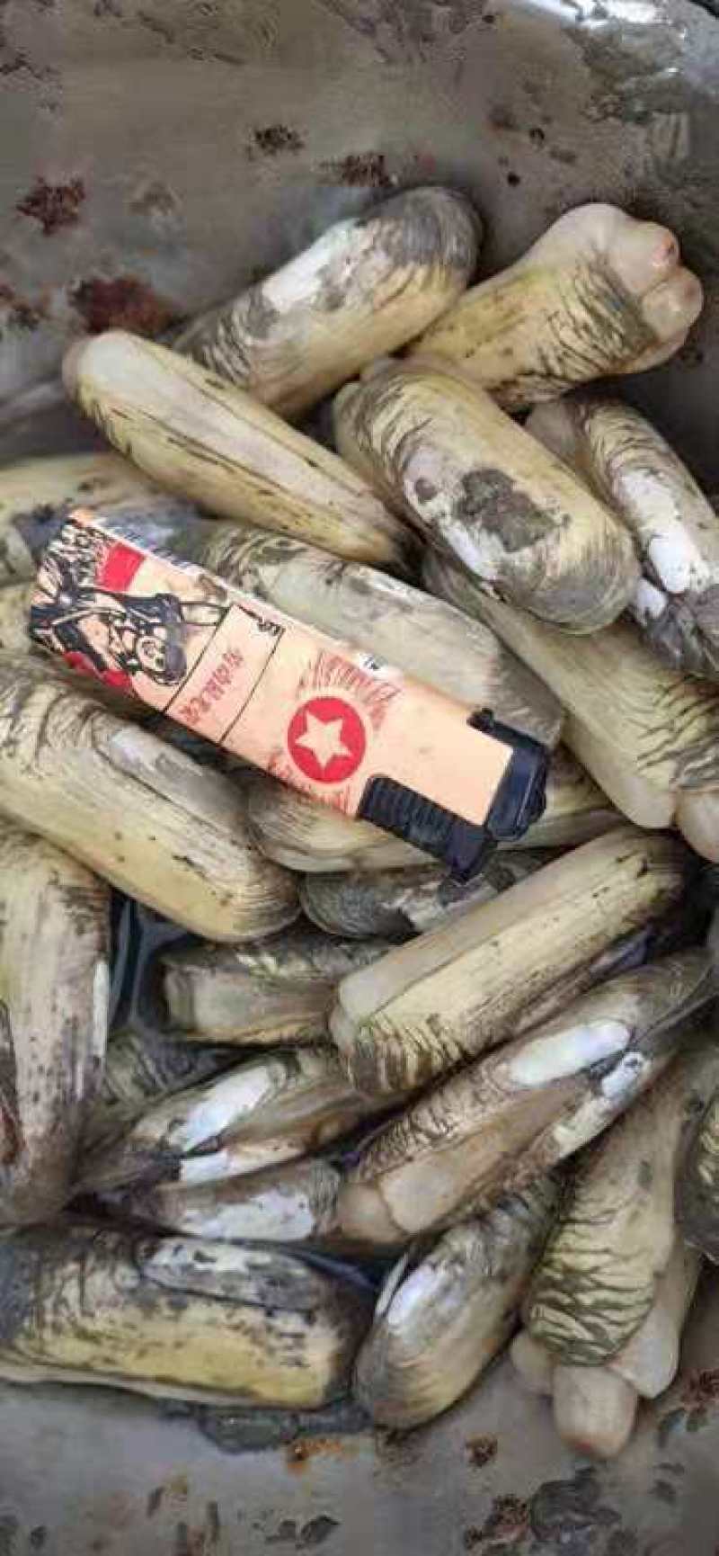 海鲜贝类批发质量保证