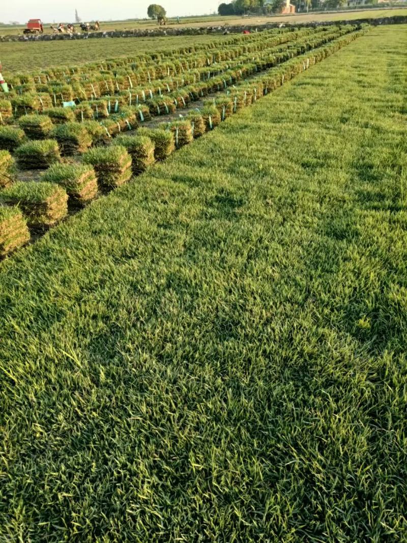 虎皮草，中华结缕草，兰引三号，基地常年大量现货供应