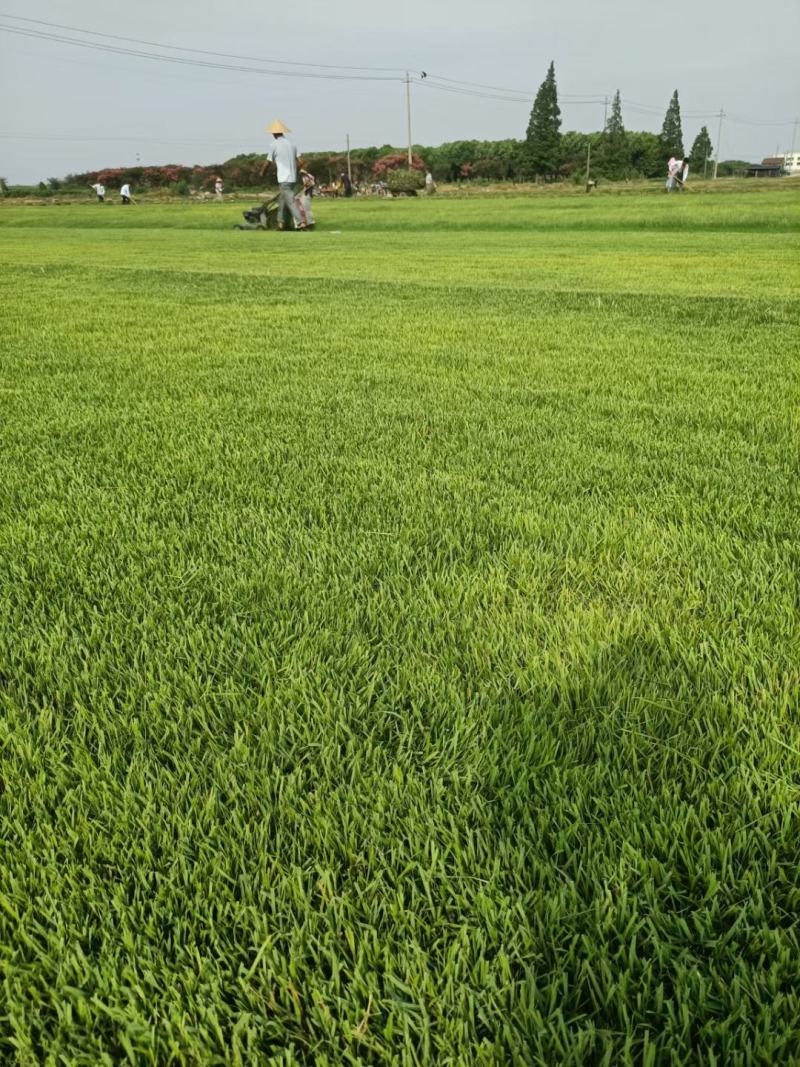 虎皮草，中华结缕草，兰引三号，基地常年大量现货供应