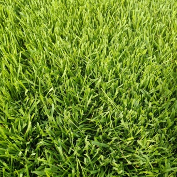 虎皮草，中华结缕草，兰引三号，基地常年大量现货供应
