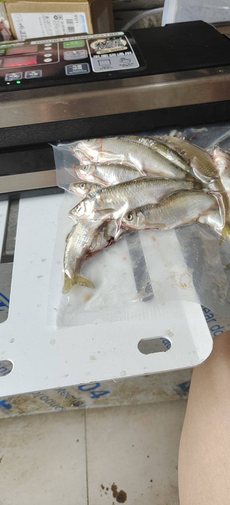 白鱼，淡水鱼，马口，桃花马口，手工去肚，没有土腥味