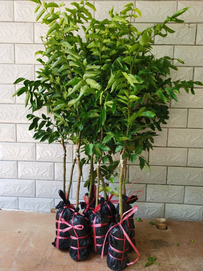 紫色黄皮苗，新品种，嫁接苗带营养杯，