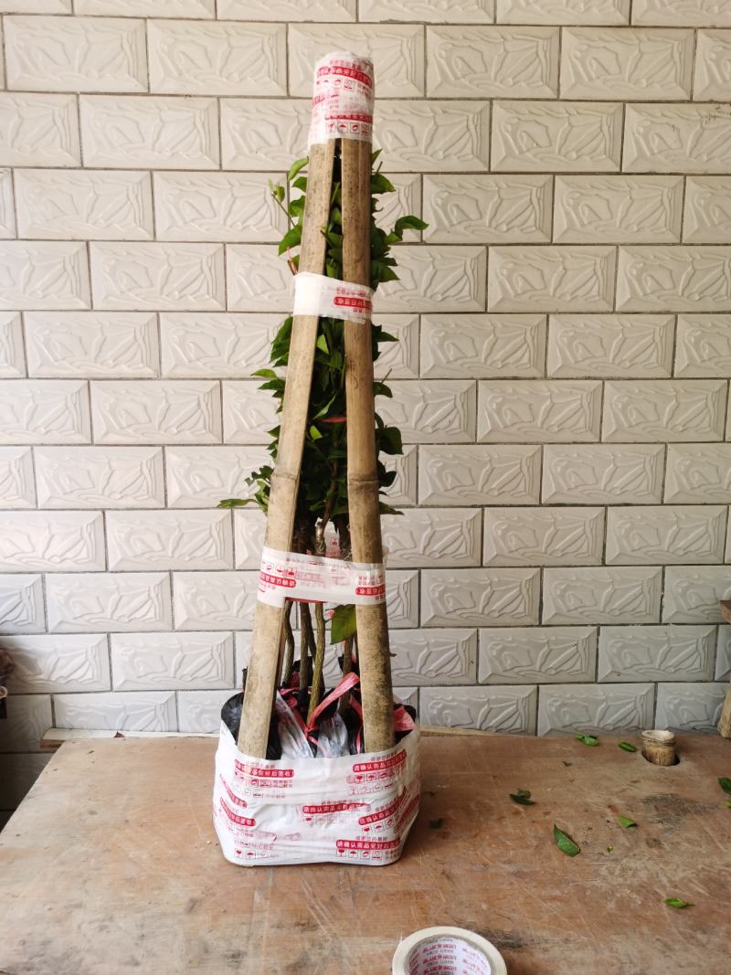 紫色黄皮苗，新品种，嫁接苗带营养杯，