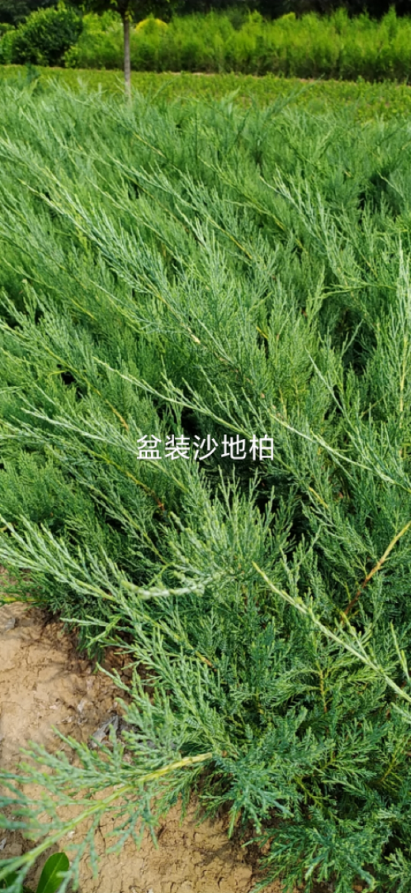 供应2020-3-20号，沙地柏40-60公分2个条以上