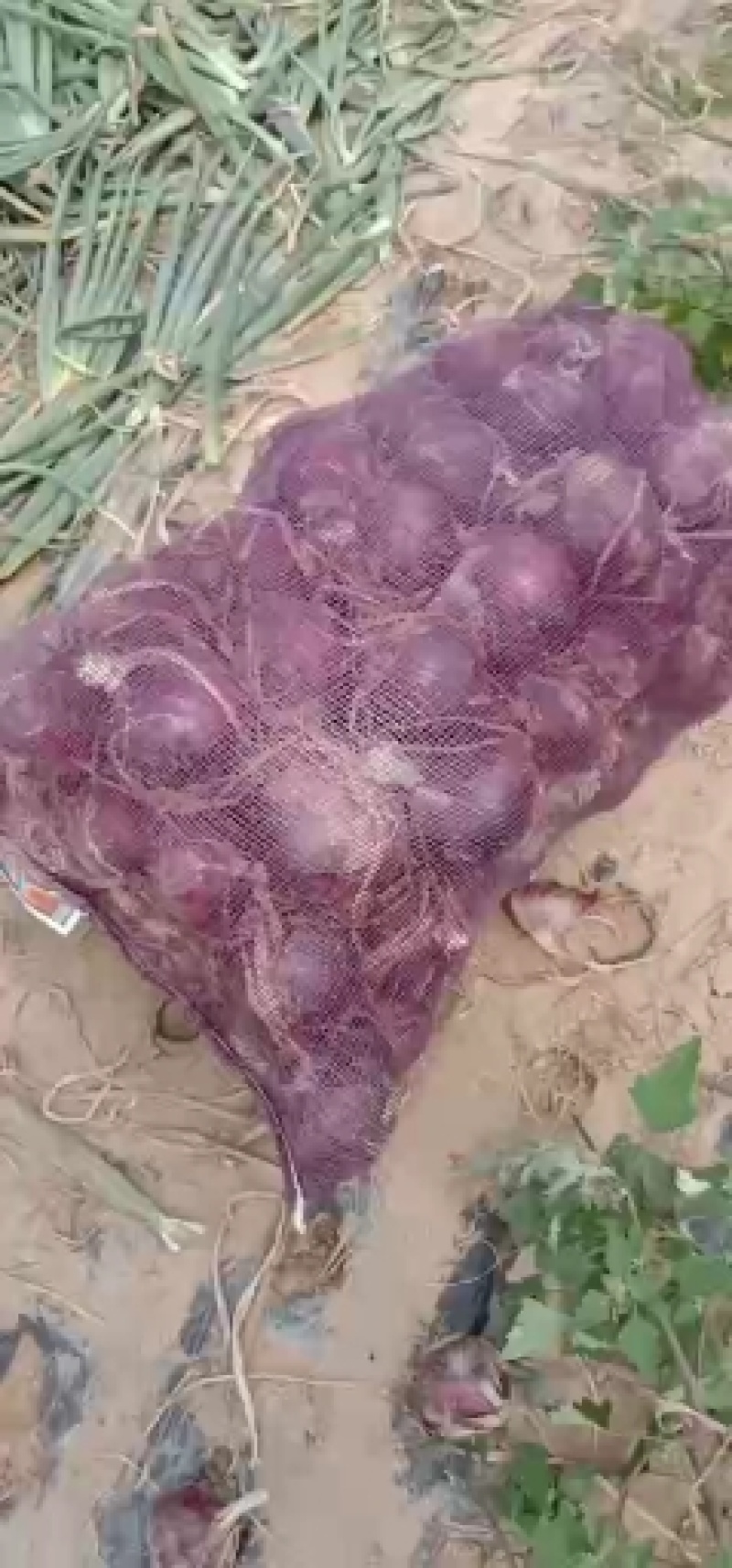洋葱