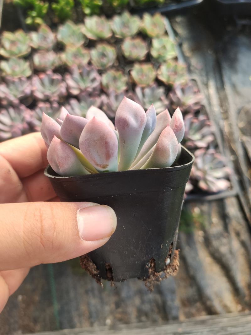丘比特多肉植物50/70装