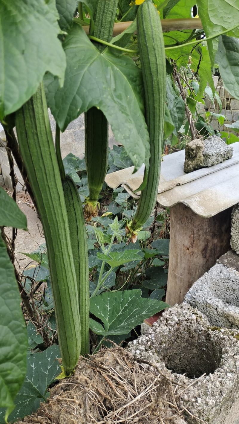 原生态土蜂蜜，原自贵州大山深处，生态好，蜜源足，产好蜜…